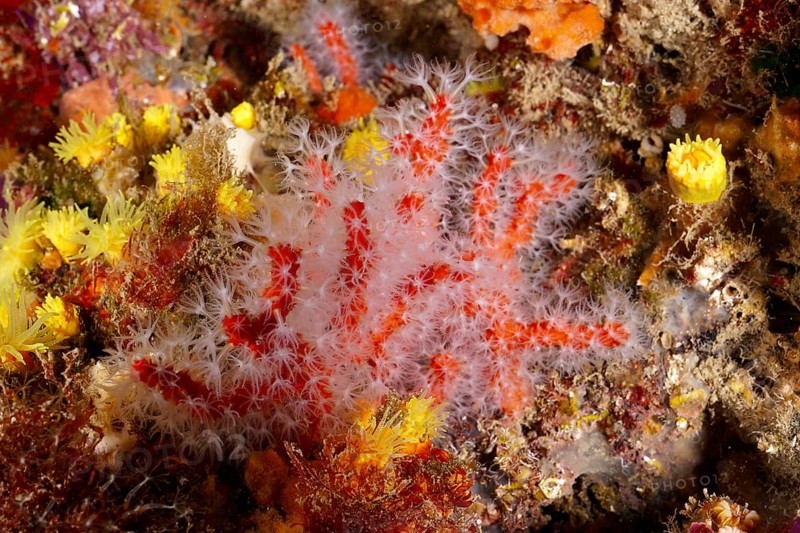 Vivid underwater image of red coral, Corallium rubrum, in a rich, textured marine environment. Dive site Marine reserve Cap de Creus, Rosas, Costa Brava, Spain, Mediterranean Sea, Europe