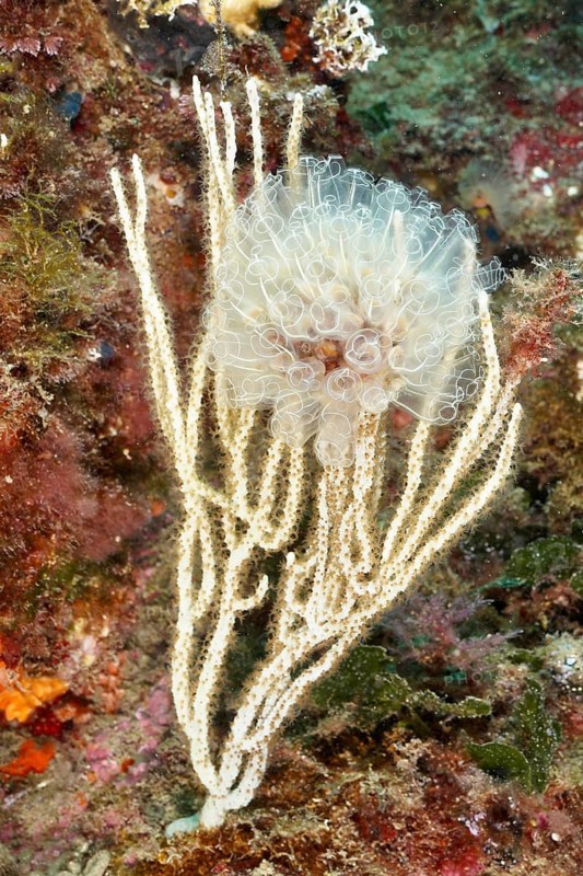Translucent Sea squirt (Clavelina Dellavallei) on white gorgonian (Eunicella singularis) . Dive site Marine reserve Cap de Creus, Rosas, Costa Brava, Spain, Mediterranean Sea, Europe