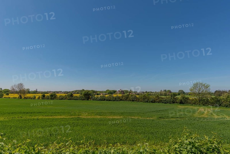 Lindelse, Ringkobing, South Funen, Langeland Island, agriculture, grain field, wing protection, bends, undulating landscape, Danish South Sea, Baltic Sea, Denmark, Europe