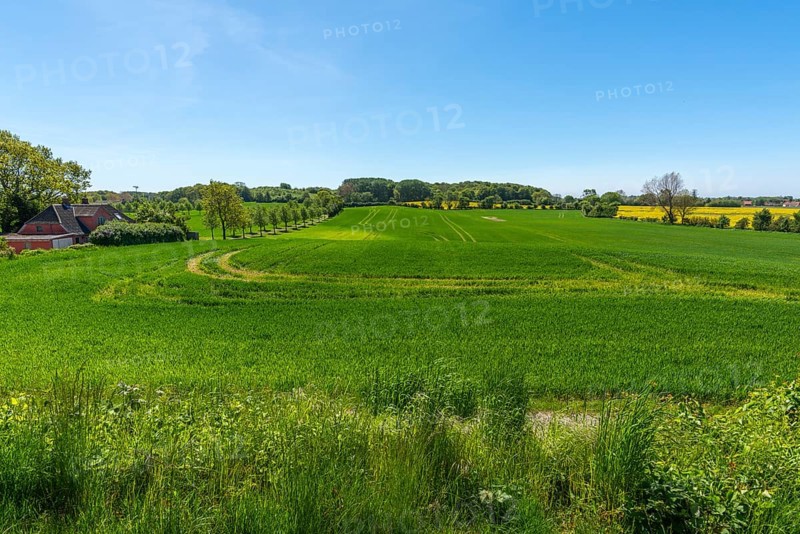 Lindelse, Ringkobing, South Funen, Langeland Island, agriculture, grain field, wing protection, bends, undulating landscape, Danish South Sea, Baltic Sea, Denmark, Europe