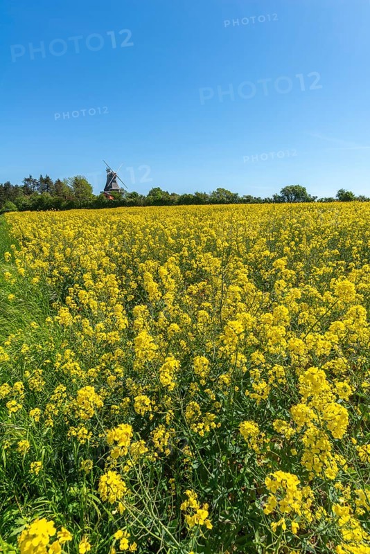 Lindelse Molle, restored mill, Rudkobing, Geo Park South Funen, agriculture, rapeseed cultivation, Langeland Island, windmill, spring, Danish South Sea, Baltic Sea, Denmark, Europe