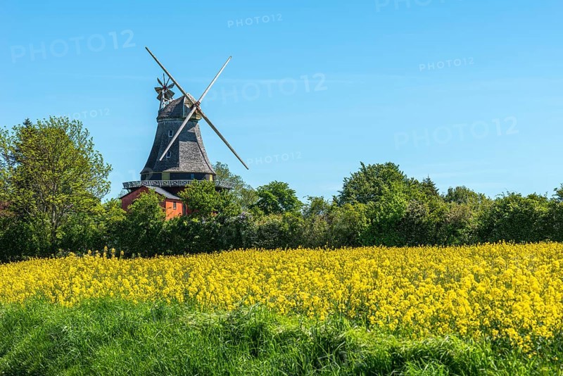 Lindelse Molle, restored mill, Rudkobing, Geo Park South Funen, agriculture, rapeseed cultivation, Langeland Island, windmill, spring, Danish South Sea, Baltic Sea, Denmark, Europe