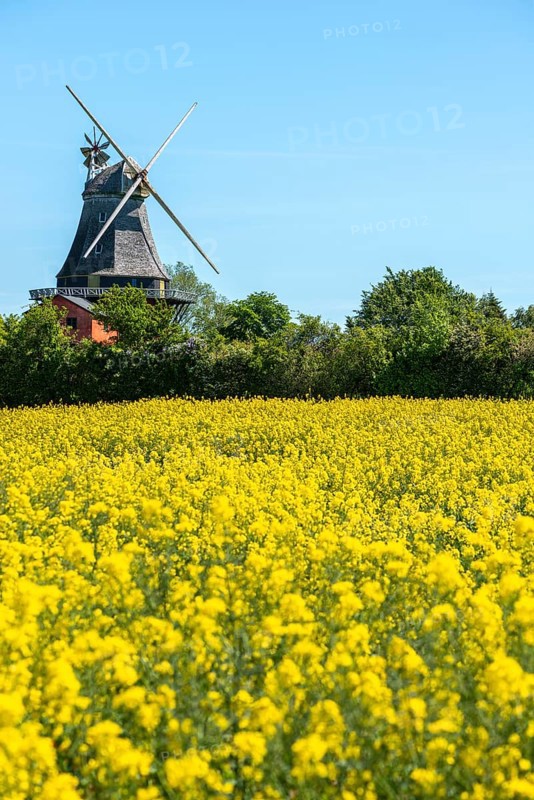 Lindelse Molle, restored mill, Rudkobing, Geo Park South Funen, agriculture, rapeseed cultivation, Langeland Island, windmill, spring, Danish South Sea, Baltic Sea, Denmark, Europe