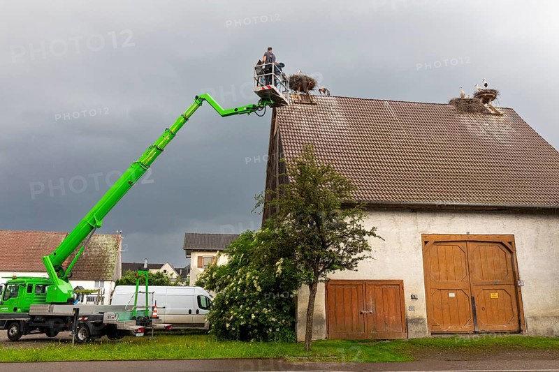 White stork (Ciconia ciconia), ringing, nest on barn, Göggingen, Sigmaringen district, Baden-Württemberg, Germany, Europe