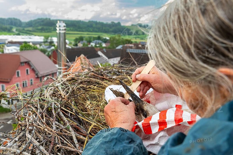 Beak of young white stork (Ciconia ciconia) being cleaned, ringing in the nest, Göggingen, district of Sigmaringen, Baden-Württemberg, Germany, Europe