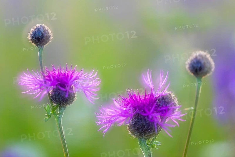 Perennial cornflower (Centaurea montana), Asteraceae, Leibertingen, Upper Danube nature park Park, Baden-Württemberg, Germany, Europe