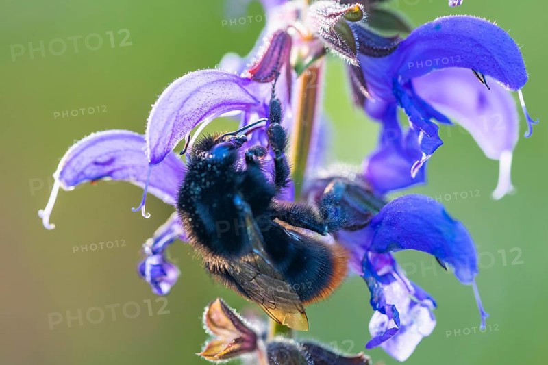 Red-tailed bumblebee (Bombus lapidarius) on a meadow clary (Salvia pratensis), Lamiaceae, Leibertingen, Upper Danube nature park Park, Baden-Württemberg, Germany, Europe