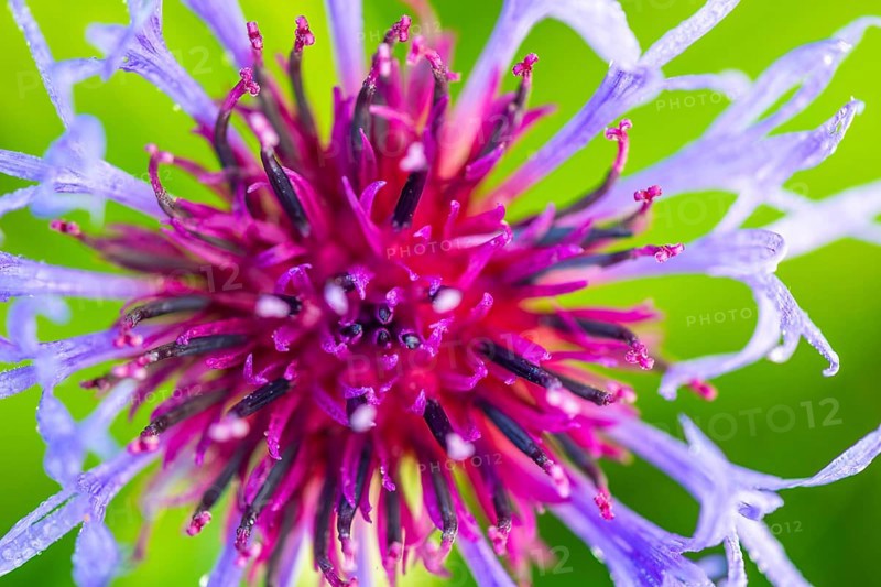 Perennial cornflower (Centaurea montana), Asteraceae, Irndorfer Hardt, Upper Danube nature park Park, Baden-Württemberg, Germany, Europe