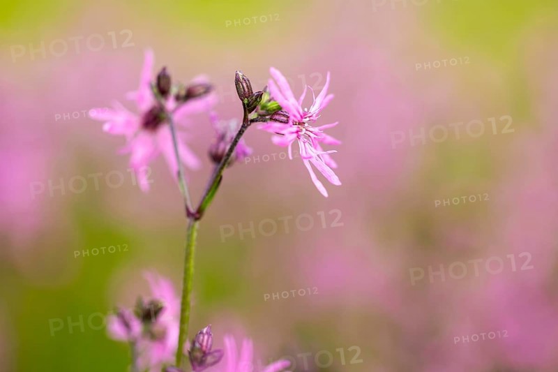 Close-up of pink flowers against a green, blurred background, conveying a summery feeling