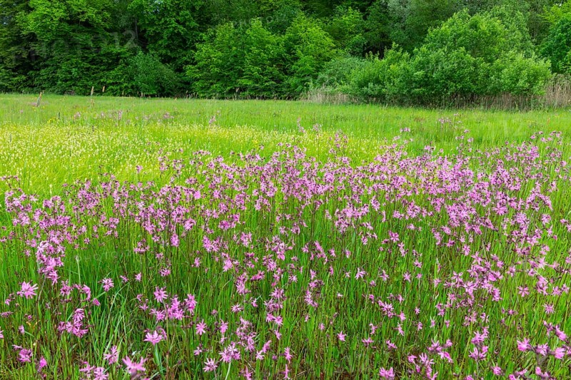 Cuckoo flower (Silene flos-cuculi), carnation family (Caryophyllaceae), wet meadow, Pfullendorf, Linzgau, Baden-Württemberg, Germany, Europe