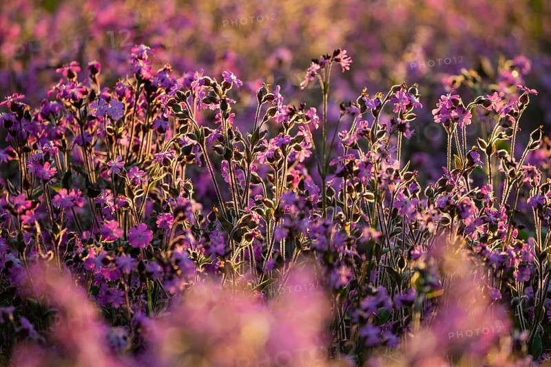 Red campion (Silene diocia) backlit, carnation family (Caryophyllaceae), Messkirch, Upper Danube nature park Park, Baden-Württemberg, Germany, Europe