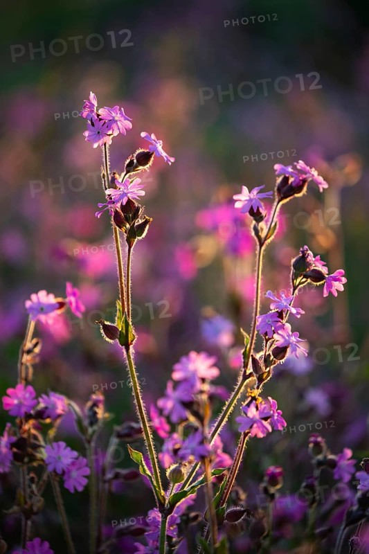 Red campion (Silene diocia) backlit, carnation family (Caryophyllaceae), Messkirch, Upper Danube nature park Park, Baden-Württemberg, Germany, Europe