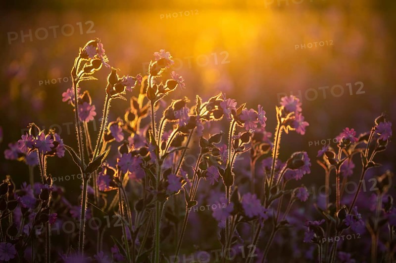 Red campion (Silene diocia) backlit, carnation family (Caryophyllaceae), Messkirch, Upper Danube nature park Park, Baden-Württemberg, Germany, Europe