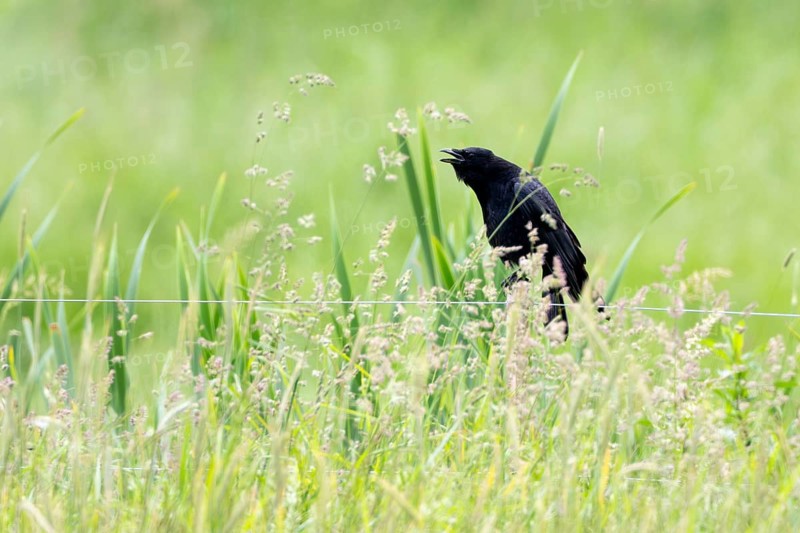 Common raven (Corvus corax), Vulkaneifel, Rhineland-Palatinate, Germany, Europe