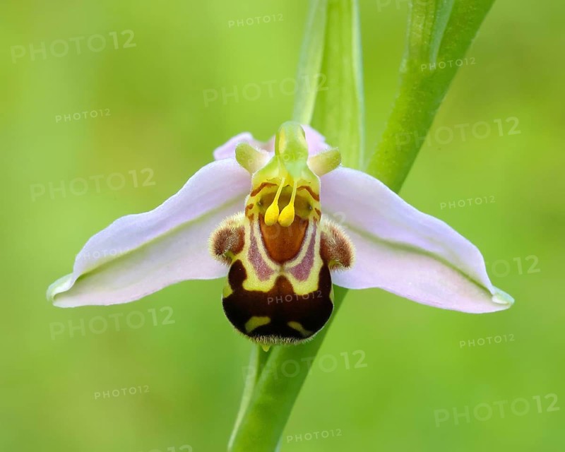 Bee orchid (Ophrys apivera), single flower, close-up of the flower, showing pollen-laden anthers ready to deposit the pollen on the back of the visiting bee, macro, nature photography, Mackenberg nature reserve, North Rhine-Westphalia, Germany, Europe