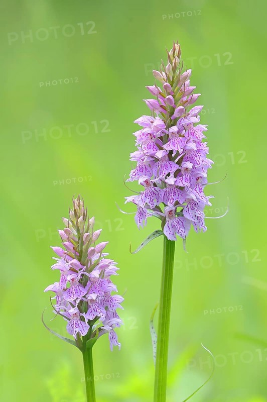 Moorland spotted orchid (Dactylorhiza maculata), flowering wild orchid, two plants, macro, nature photography, Mackenberg nature reserve, North Rhine-Westphalia, Germany, Europe