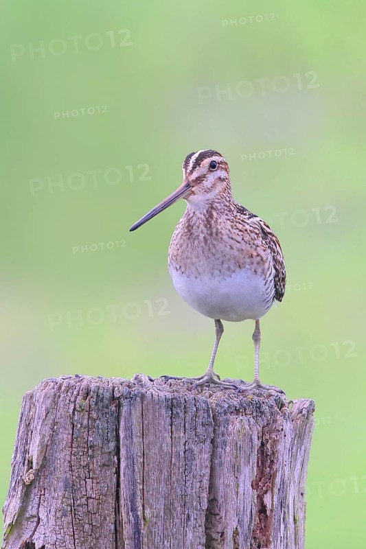 Common snipe (Gallinago gallinago), standing on a pasture fence, snipe birds, wildlife, Ochsenmoor, Naturpark Dümmer See, Hüde, Lower Saxony, Germany, Europe