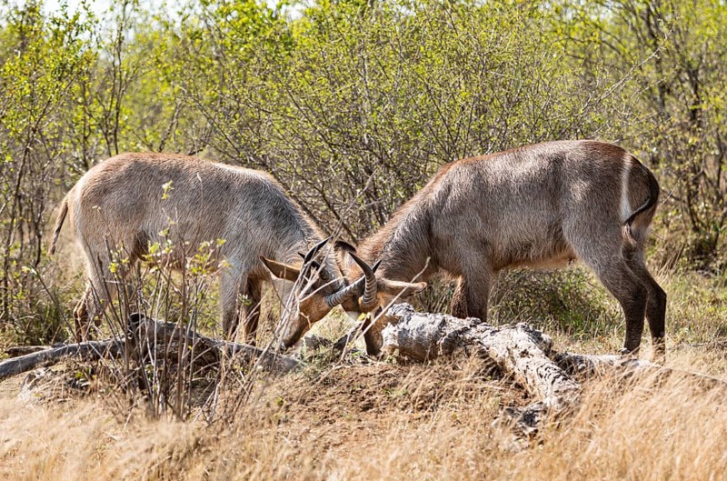 Two young Waterbucks (Kobus Ellipsiprymnus) fighting. Kruger National Park, South Africa, Africa