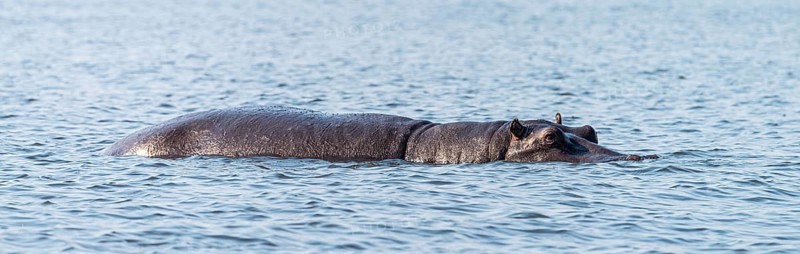Hippo (mostly submerged) spotted in the Chobe National Park, Botswana, Africa