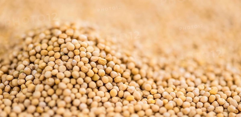 Mustard Seeds on a vintage background as detailed close-up shot (selective focus)