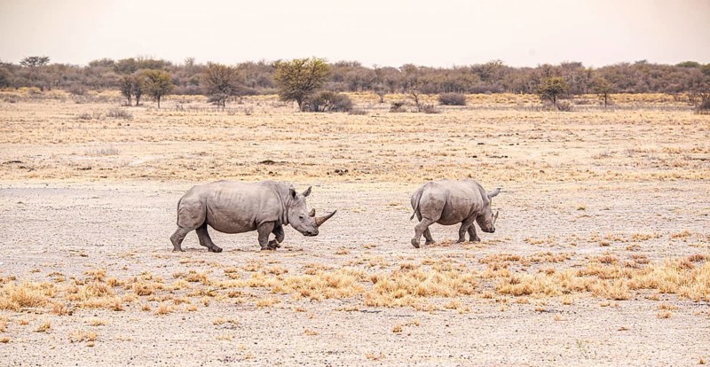 White Rhinoceros spotted in the Khama Rhino Sanctuary, Botswana, during winter, Africa