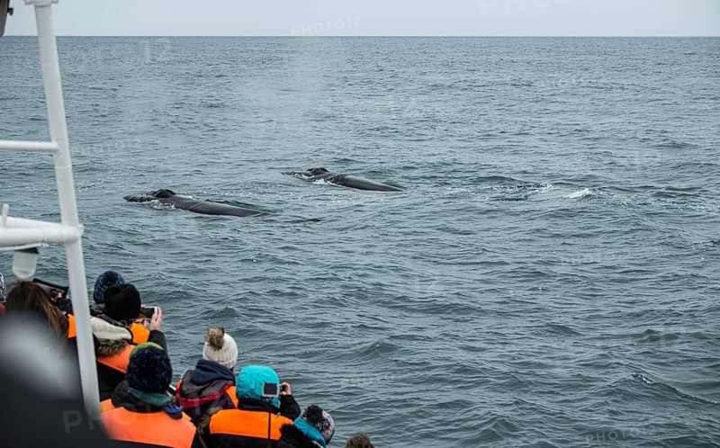 Whale Watching from a boat in Husavik, northern Iceland