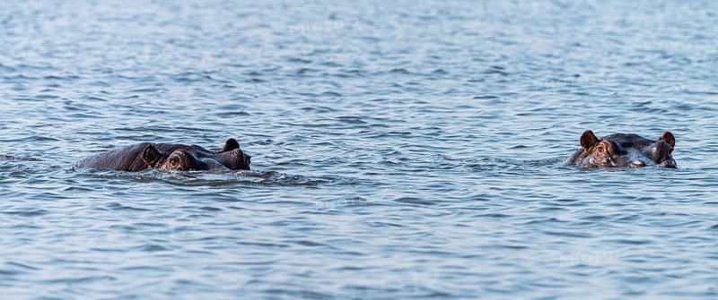 Hippo (mostly submerged) spotted in the Chobe National Park, Botswana, Africa