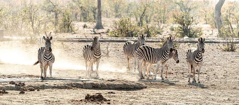 Group of Zebras spotted in the Kruger National Park, South Africa, Africa