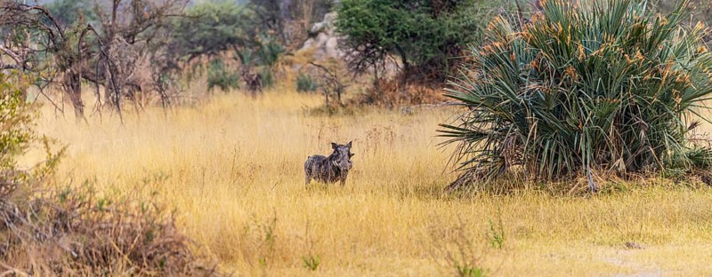 Warthogs spotted in the Okavango Delta, Botswana during winter season