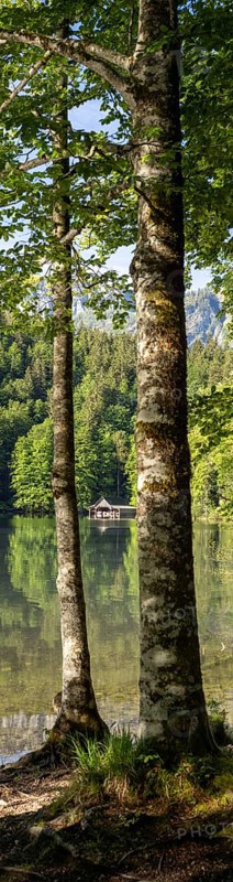 Morning atmosphere, reflection, trees and boathouse at the Toplitzsee, panoramic shot, Salzkammergut, Styria, Austria, Europe