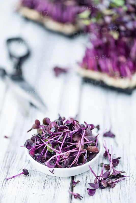 Portion of fresh Cutted Cress (close-up shot, selective focus)