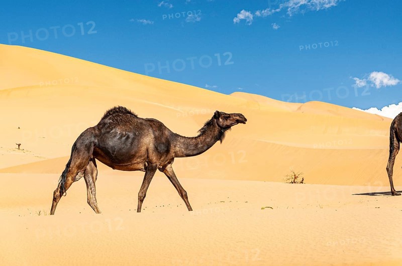 Group of dromedaries in the beautiful Omani Rub al-Chali Desert