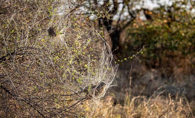 African Social Spider nest (Stegodyphus Dumicola) in the morning sun at Kruger National Park, South Africa, Africa