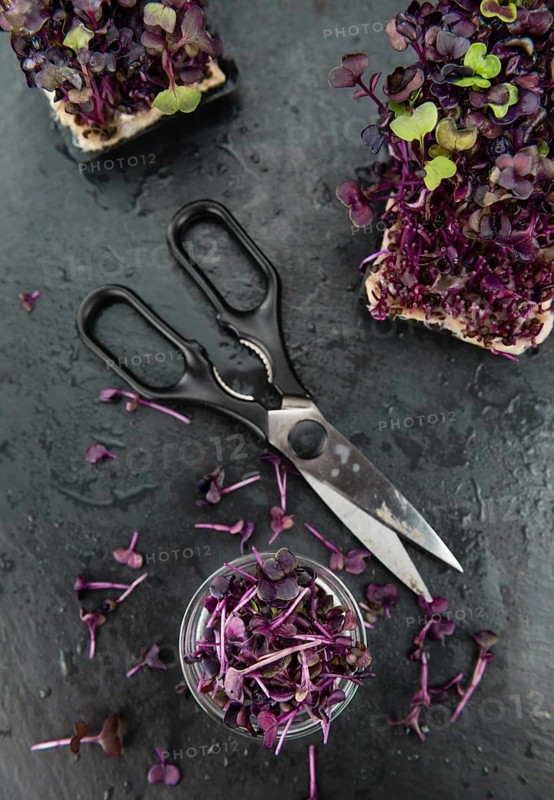 Portion of Fresh cutted Cress on a rustic slate slab (selective focus, close-up shot)