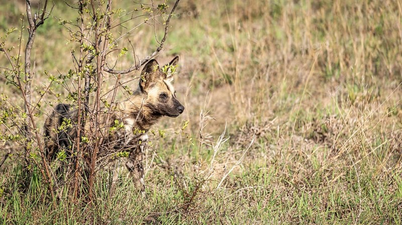 African Wild Dogs (Lycaon Pictus) in Kruger National Park, South Africa, Africa