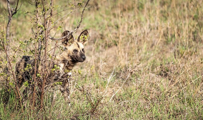 African Wild Dogs (Lycaon Pictus) in Kruger National Park, South Africa, Africa