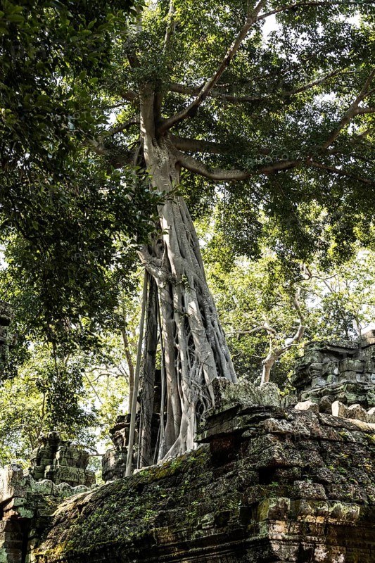 The famous Ta Prohm temple in Angkor Wat, Cambodia, Asia