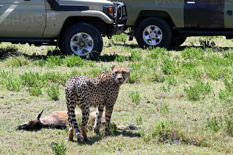 Cheetah (acinonyx jubatus), adult male with prey disturbed by cars, Serengeti National Park, Tanzania, Africa