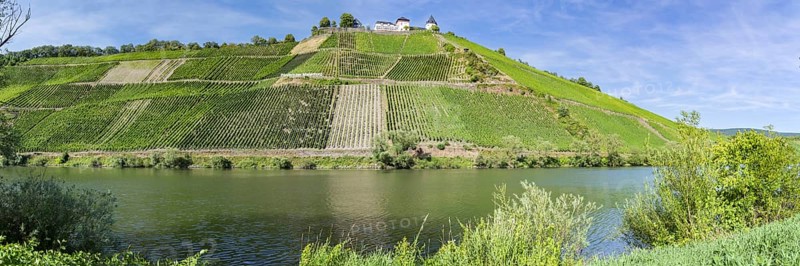 Pündericher Marienburg vineyard, vineyards, Moselle valley, Rhineland-Palatinate, Germany, Europe
