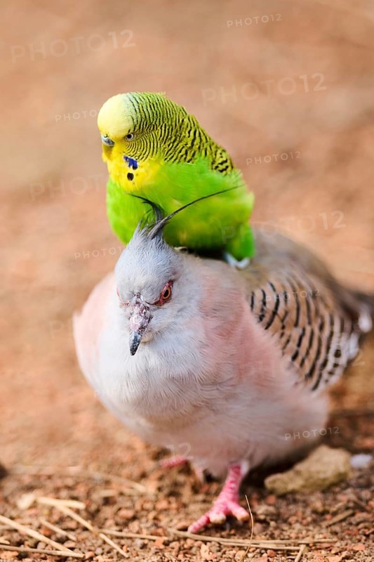 Animal Friendship of a Crested pigeon (Ocyphaps lophotes) cuddeling a Budgerigar (Melopsittacus undulatus), France, Europe