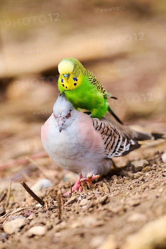 Animal Friendship of a Crested pigeon (Ocyphaps lophotes) cuddeling a Budgerigar (Melopsittacus undulatus), France, Europe