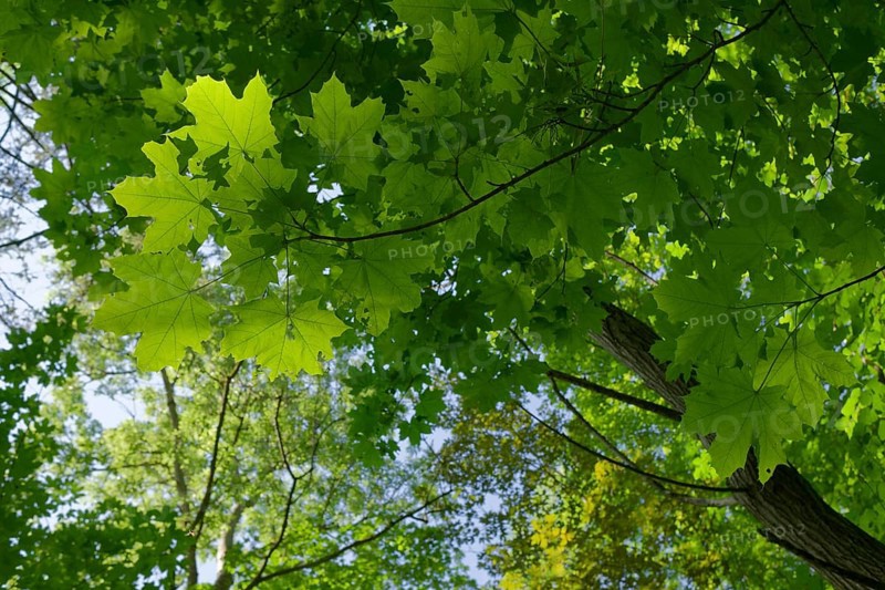 Hall's green lung, Wettbachklinge, Wettbachschlucht, Wettbach, Klinge, forest, maple, leaf, leaves, photosynthesis, leaf green, chlorophyll, light, daylight, Schwäbisch Hall, Kochertal, Kocher, Heilbronn-Franken, Baden-Württemberg, Germany, Europe