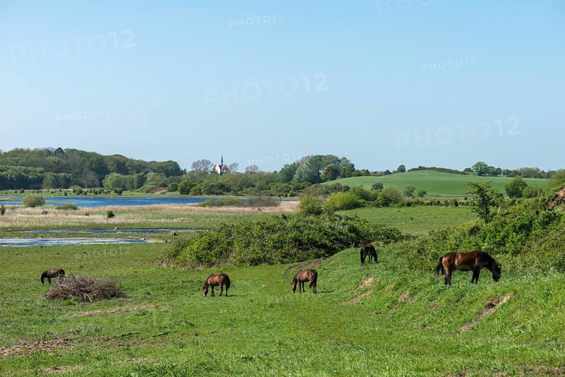 View from Hatbakken Fakkebjerg, Bagenkop, Langeland, wild horses, Fyn County, South Fyn Geopark, Det Sydynske Ohav, Denmark, Europe