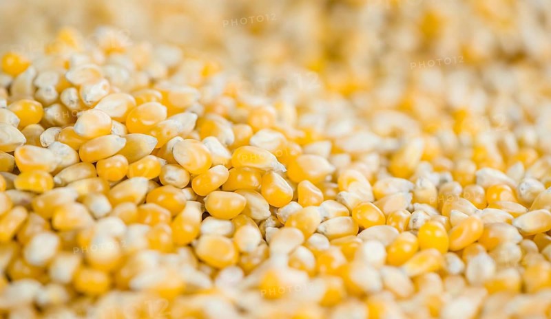 Corn for use as background or as image (close-up shot, selective focus)