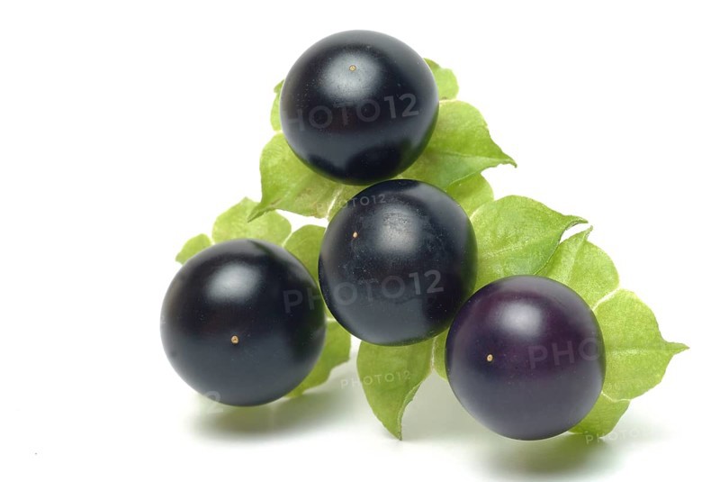 Food, fruit, black Jaltomata, Jaltomata procumbens is a plant species from the genus Jaltomata in the nightshade family