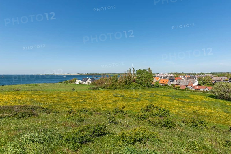 Bagenkop Klinten, Dovne Kliff, view from the cliff over the town, flowering meadow, Langeland Island, Funen County, Danish South Sea, Baltic Sea, Denmark, Europe