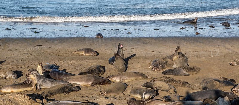 Sea Lions at the Pacific Coast Highway near San Simeon, California, USA, North America