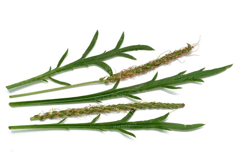 Vegetable, salad plant, crow's foot plantain, Plantago coronopus), also known as stag's horn plantain, slit plantain, slit-leaf plantain, capuchin beard, monk's beard or goat's beard, plant species from the plantain genus