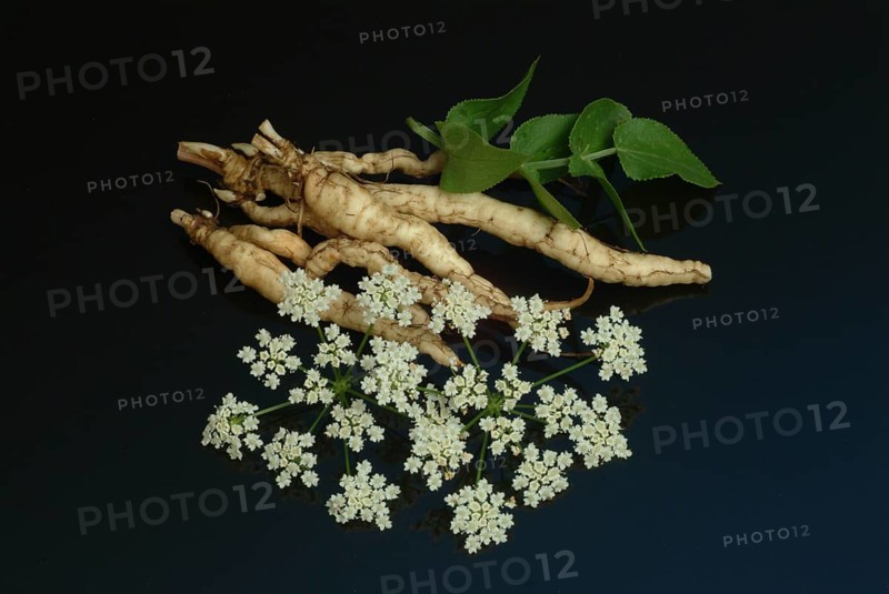 Vegetable, plant, food, agriculture, horticulture, root of the sugar root, Sisum sisarum, Sium, Skirret, ancient useful plant that was cultivated in Central Europe in the past, when sugar was still rare and expensive, because of its sweet root flesh