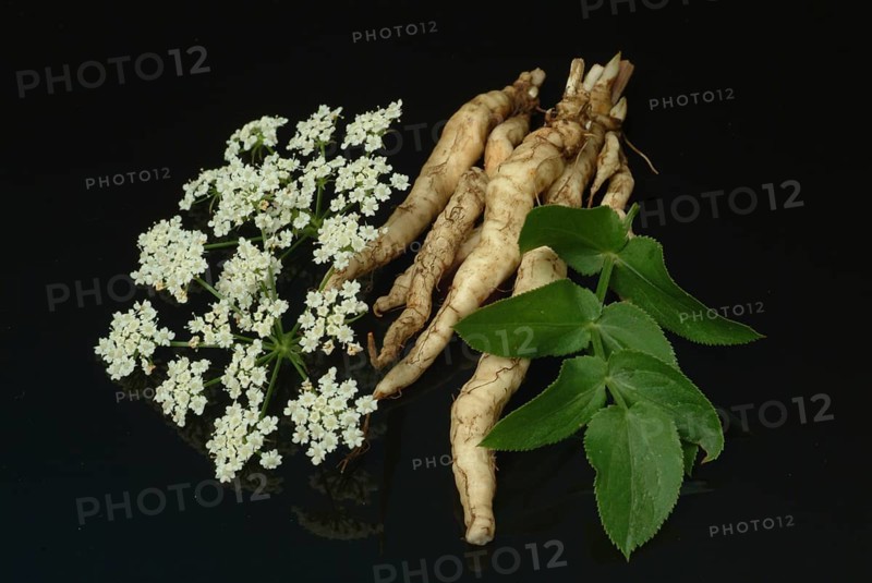 Vegetable, plant, food, agriculture, horticulture, root of the sugar root, Sisum sisarum, Sium, Skirret, ancient useful plant that was cultivated in Central Europe in the past, when sugar was still rare and expensive, because of its sweet root flesh